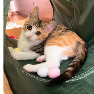 お嬢★ビビアム★可愛いお転婆娘