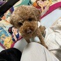 トイプードル 3歳 男の子 ルイくんです
