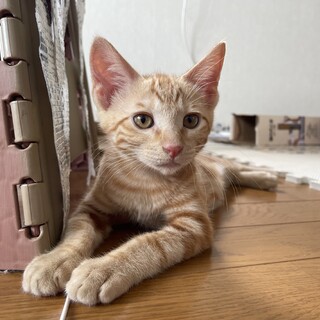 マイペースな茶トラ！チップくん