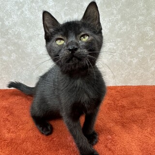 まったり系癒し猫に癒されて！性格はおっとり❤デコ