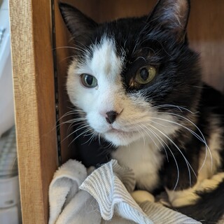 俺が守る！負けん気・男前☆抱っこ好き甘えん坊オペラ