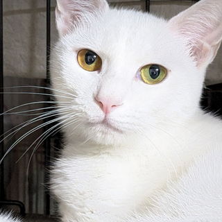 綺麗な白　オッドアイのチェリーちゃんです