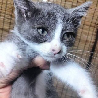 グレーの八割れ女の子と黒白女の子姉妹１カ月半