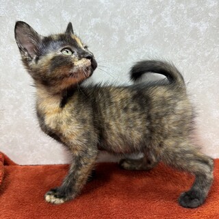 サビだけど錆て無い！慣れていて良く動きます♥ポン