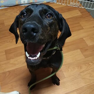 陽気でハイパー！遊び好きで甘ったれな男の子です！