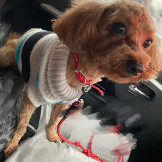 ビビりだけど人が大好きなプードルくん！