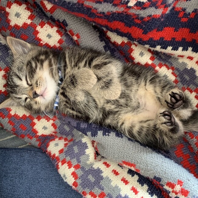 りゅう＠のカバー写真