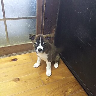 保健所救出犬！里親様緊急募集！！