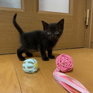 【黒猫】長めの白飾り毛がかわいい