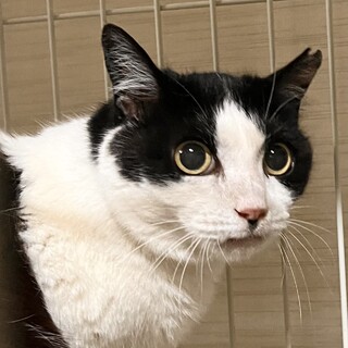 飼い主さんと死別し、今の居場所も無くなりました