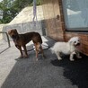1歳半から2歳 サムネイル2