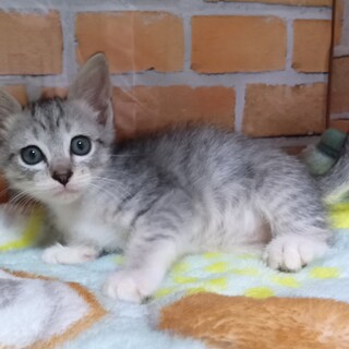 推定2024年5月生　サバ白♂ アマリリスくん