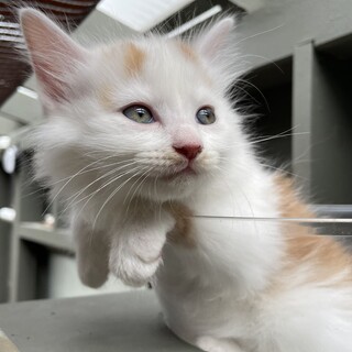 【7匹兄弟譲渡】長毛ちゃん（白多めの茶白）