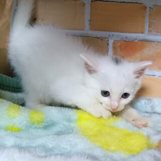 推定2024年5月生　白黒♂ ベンジャミンくん