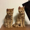 猫とタクマサ