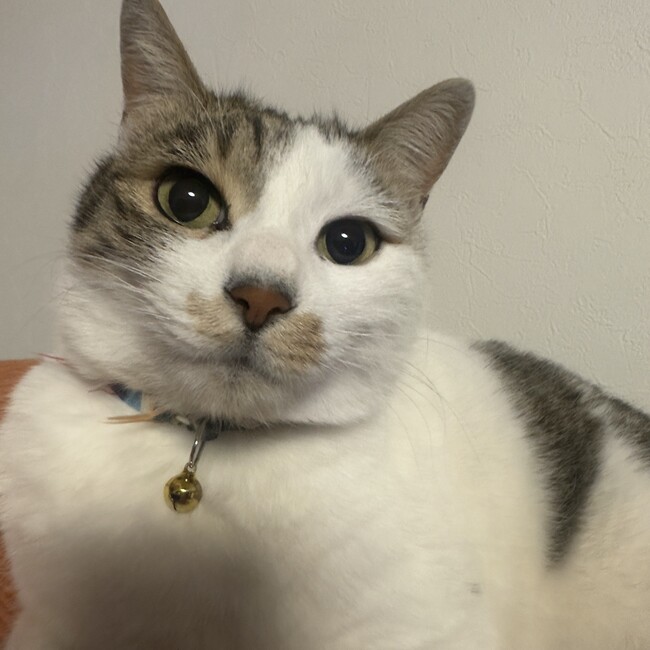 猫とタクマサのカバー写真