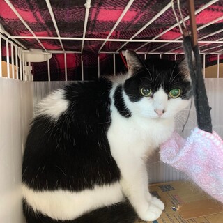 12/14譲渡会に参加！穏やかなハチワレ　カツオ君