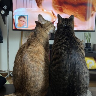 <急募>仲良し姉弟猫ちゃん