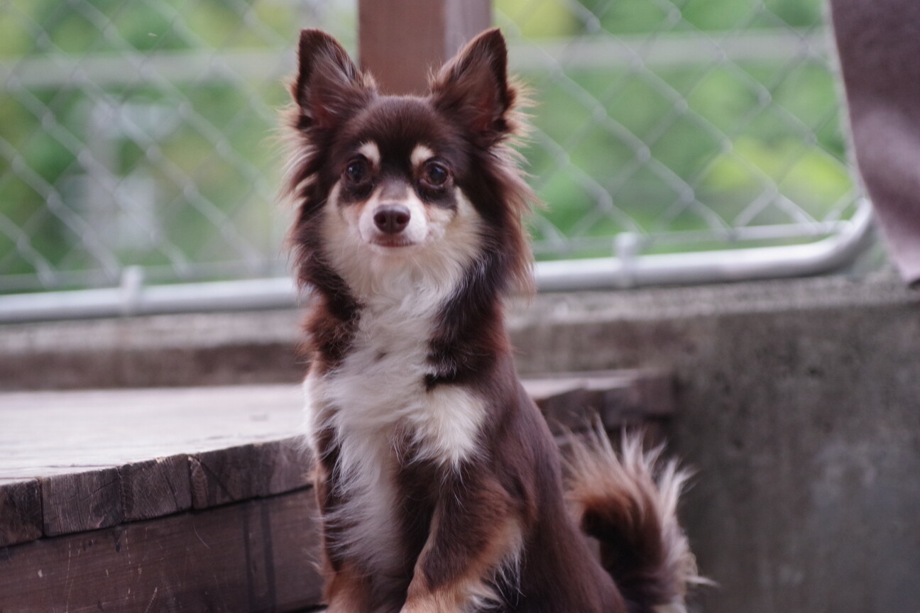 チョコレート色のチワワちゃん」兵庫県 - 犬の里親募集(492602
