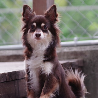 チョコレート色のチワワちゃん