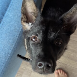 元野犬の元気な男の子