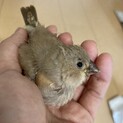 【家族が決まりました！】キンカチョウ雛　