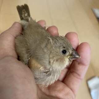 【家族が決まりました！】キンカチョウ雛　