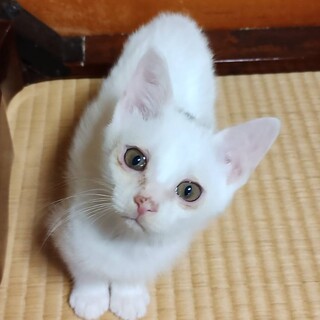 推定3か月ほどの子猫