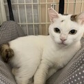 呼ぶとお返事する猫、白玉くんです♪