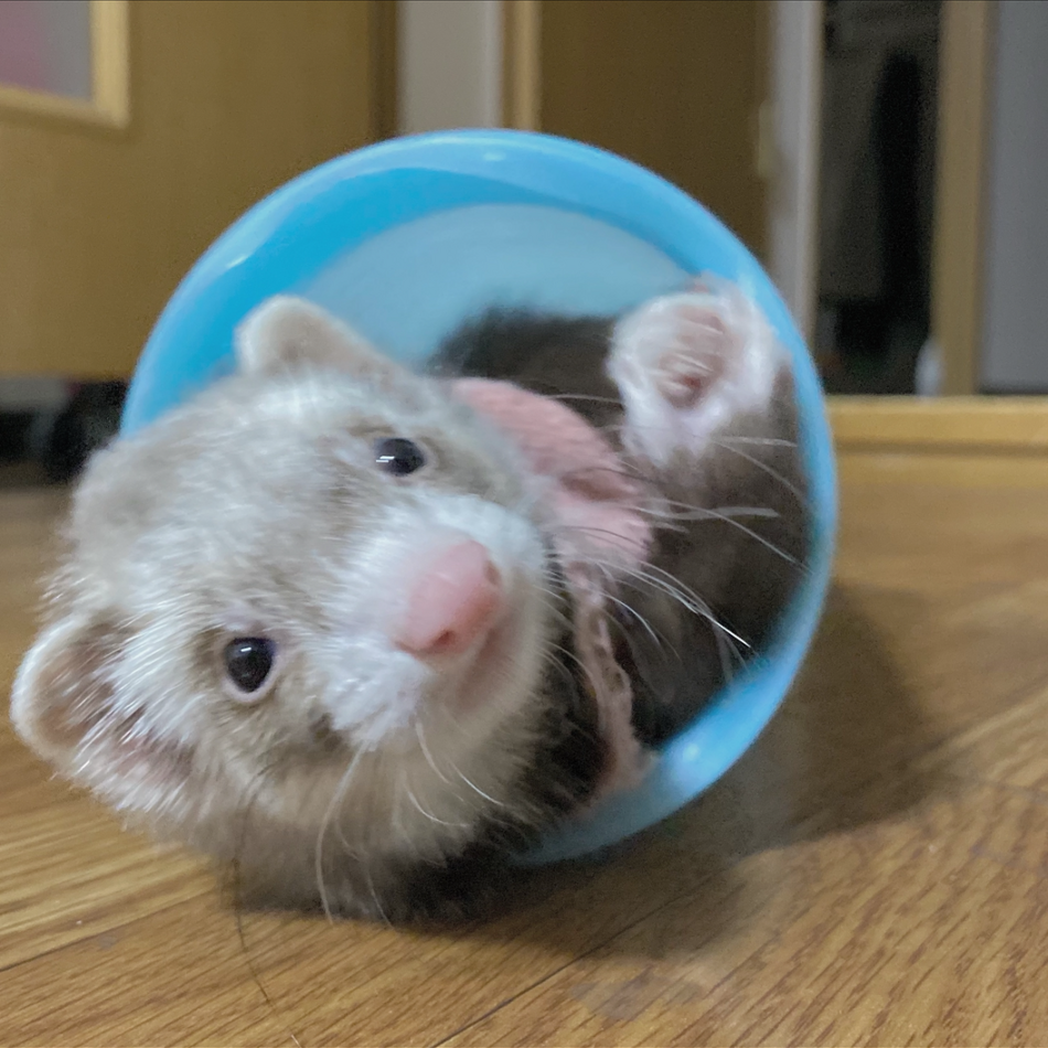 くうちゃんのカバー写真