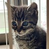 甘えん坊でキラキラお目目のミノ君 サムネイル2