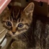 甘えん坊でキラキラお目目のミノ君 サムネイル3