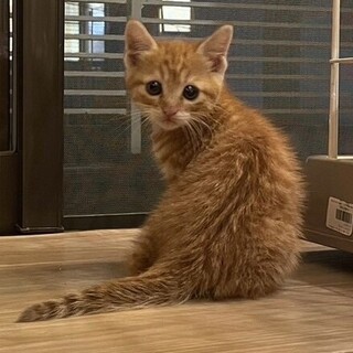 甘えん坊で愛くるしい茶トラのリノ君