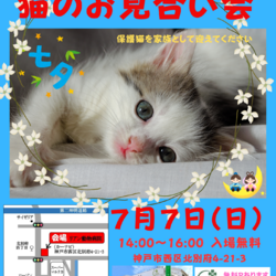 ゆったりほっこりする猫のお見合い会 サムネイル1