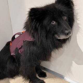 食べることが大好きな【オバマ】くん