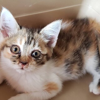 里親決定。三毛キジ猫りらちゃん