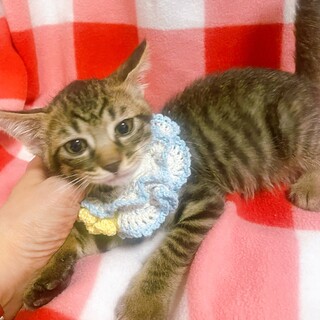 茨城から来ました！おっとり音（おと）君