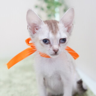 ありのままを受け入れて下さる方④