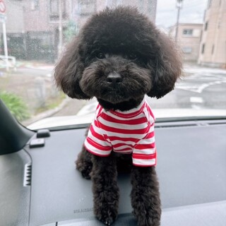 里親を募集しています