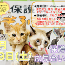 保護猫もふもふお見合い会