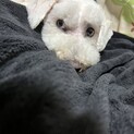 ビションフリーゼ 2歳 男の子 バルくんです