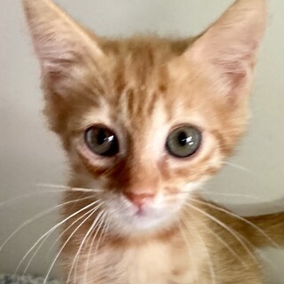 6月30日譲渡会に参加します　エマ2ヶ月