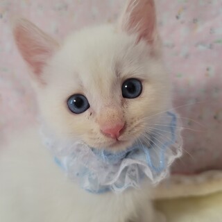 美しい青い瞳♡ティーくん♡１ヶ月半くらい