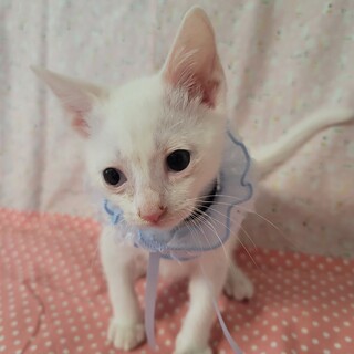 ハンディに負けない！性格良し◎ハク♡2ヶ月