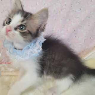 半長毛♡性格バツグン！タカくん♡４ヶ月