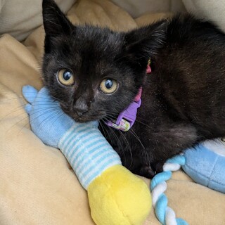 黒子猫ちゃん エイズの子のお友達に！