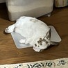 冷や冷や〜