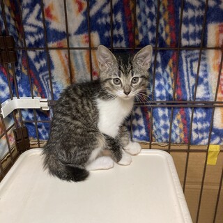 6月30日譲渡会に参加します　ケメ子