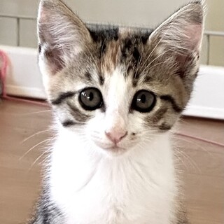 元気いっぱいプリティミケのリミちゃん