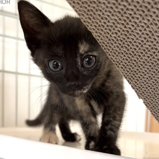 元気いっぱいプリティサビのリサちゃん